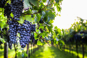 Bunches of grapes in a vineyard